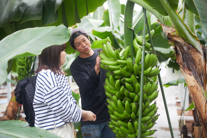 鹿児島県指宿市 国産バナナ