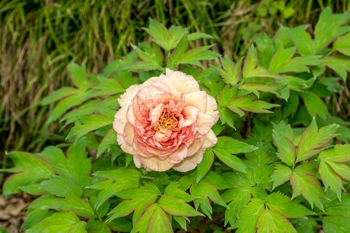 過去に実生から咲いた当園オリジナル品種の牡丹(トリビュートの子)