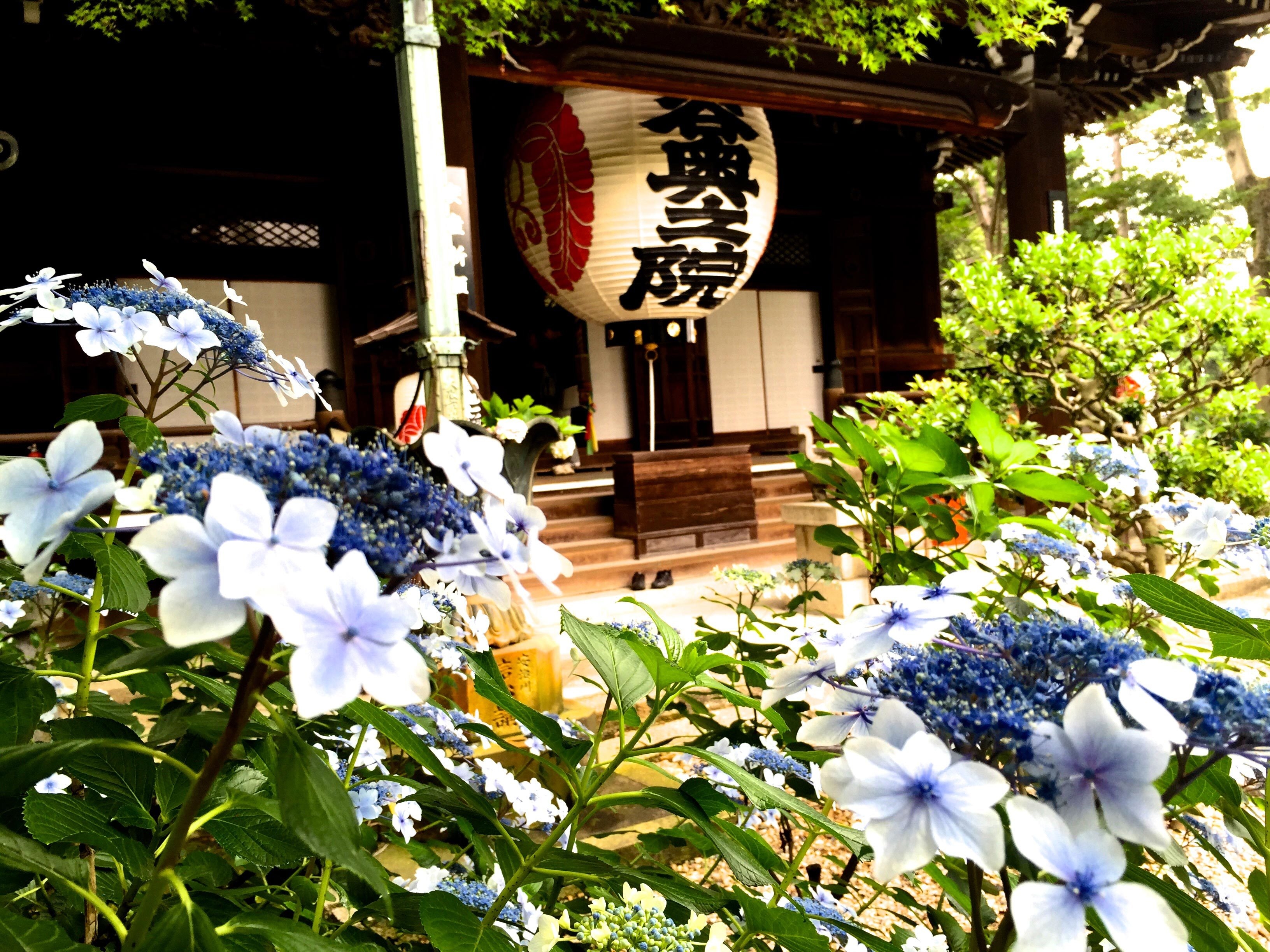 柳谷観音のあじさい風景 奥の院