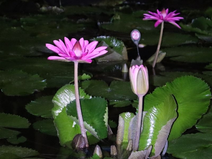熱帯スイレン(夜咲き)