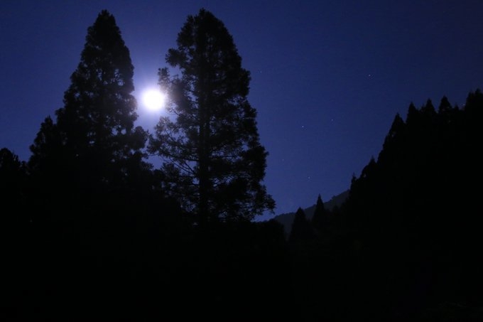 歳時記を置き去りにする自転かな<福寿草>
