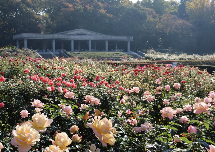 秋のばら園(令和5年撮影)
