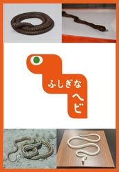 自在置物のヘビが動き出す！ 文理融合型の展示キット「ふしぎなヘビ」 貸し出し申し込みの募集を開始いたします