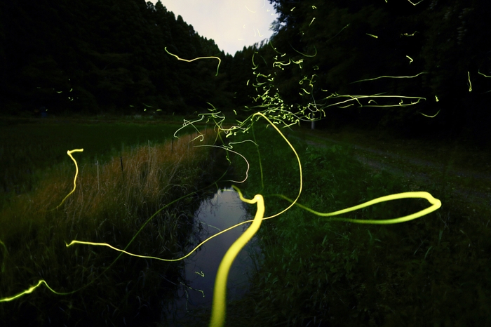 星蛍の幻想を切り撮る