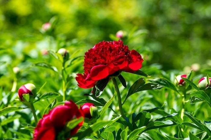 レットドチャーム