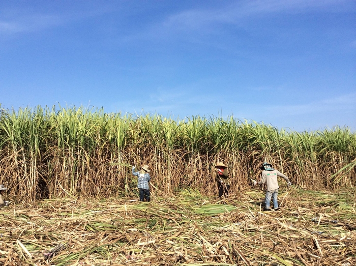 自社農園にてさとうきびを無農薬栽培