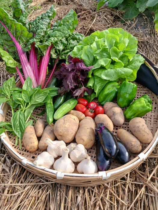 自然栽培の野菜