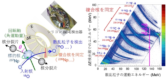 図3 多核子移行反応で生成される様々な複合核を同定するとともに、回転軸(角運動量の向き)に対する核分裂片の放出角度θを測定する原理。右の図は、シリコンΔE-E検出器で複合核の核種を分析した結果。