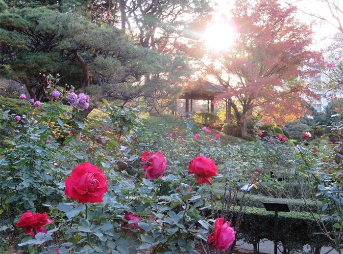バラと紅葉(過去の様子)