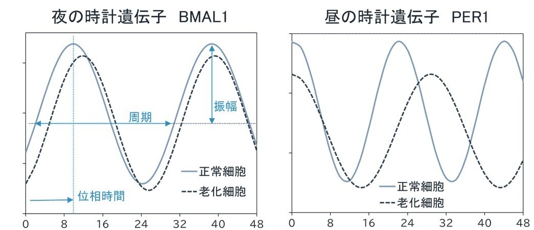 夜の時計遺伝子BMAL1/昼の時計遺伝子PER1