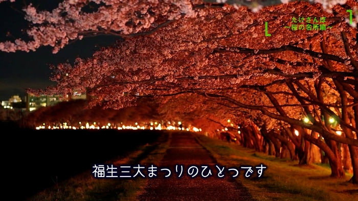 動画内映像:多摩川堤防沿いの桜並木(夜桜)
