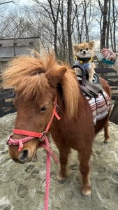 ＜愛犬がポニー乗馬体験！？＞ ここでしかできない思い出をスタートさせました！ (ドックパーク那須／with Dogs clubウィズドックスクラブ)
