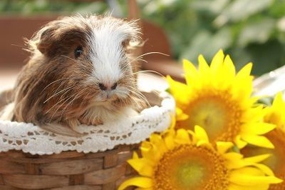 第2会場は動物登場?!