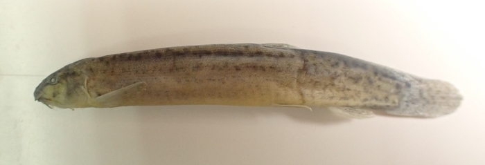 愛媛県久万高原町で定着しているカラドジョウ