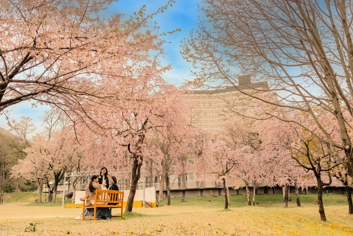 国際親善さくら植樹祭の桜