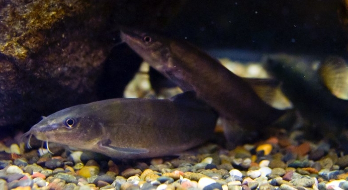 アユモドキ(森宗智彦氏 撮影)