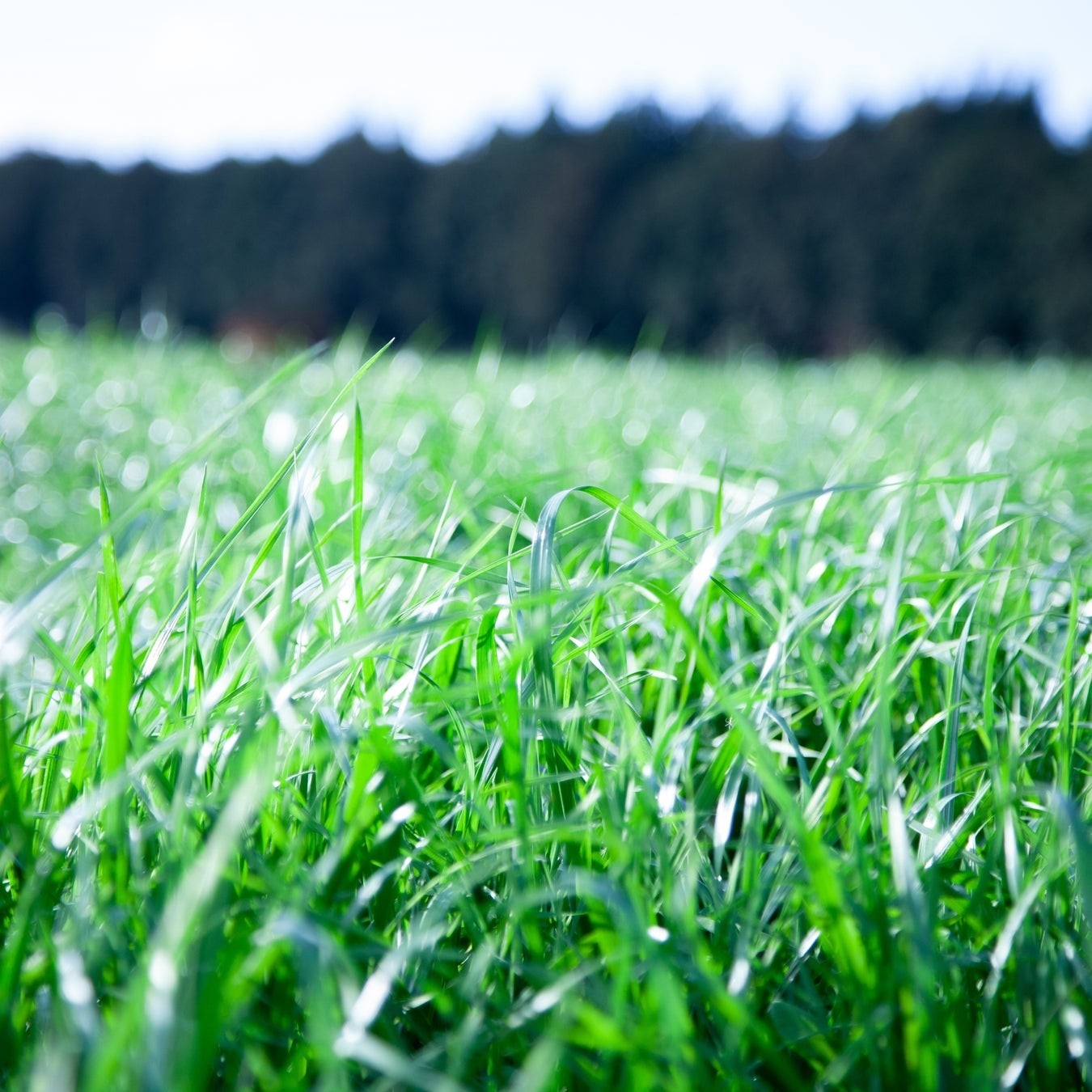 自社畑の牧草・コーンにより乳牛を育て、牧場内の牧草を食べた牛の排泄物はたい肥原料の一部とし、再び土づくり、牧草づくりへと循環させる「持続可能な循環型酪農」に取り組みに取り組んでいます。