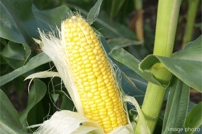 とうもろこし ※画像はイメージです