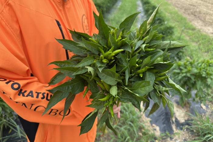 無農薬栽培で育った青唐辛子を収穫