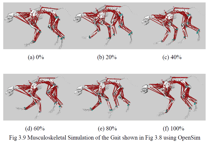 実験中の歩行(筋骨格シミュレーション)