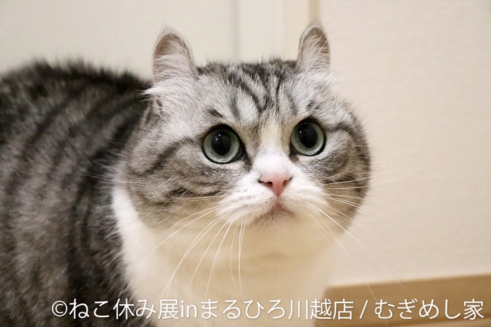 展示作品:むぎめし家