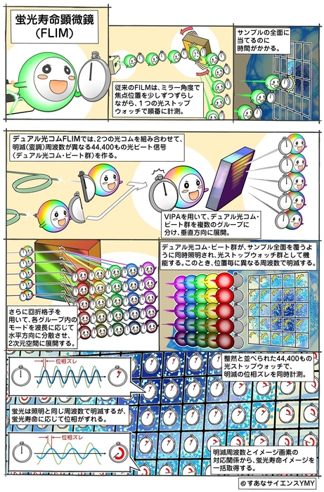 図2 測定原理。上図(1~3コマ目):従来の計測法、下図(4~7コマ目):今回開発した手法による蛍光寿命イメージの取得。
