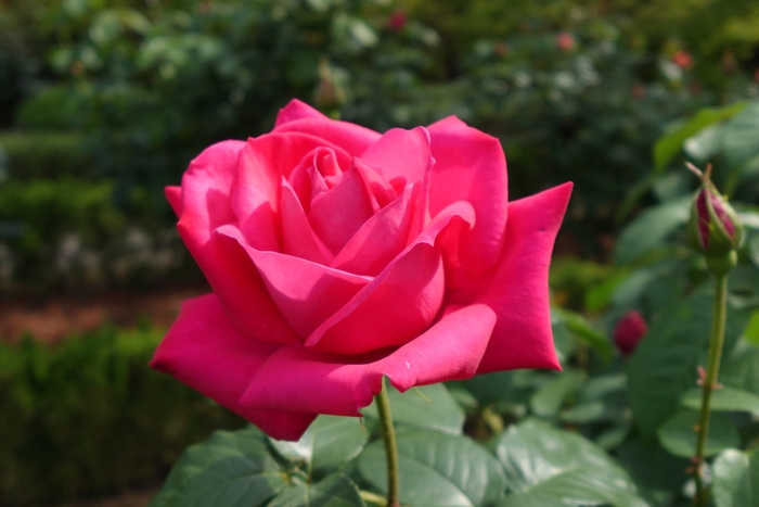 マリア・カラス（5/7撮影）