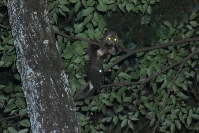 運が良ければ夜行性の動物に会えるかも？