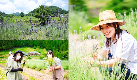 当日は、ラベンダーの原種「イングリッシュラベンダー」を収穫していただきます