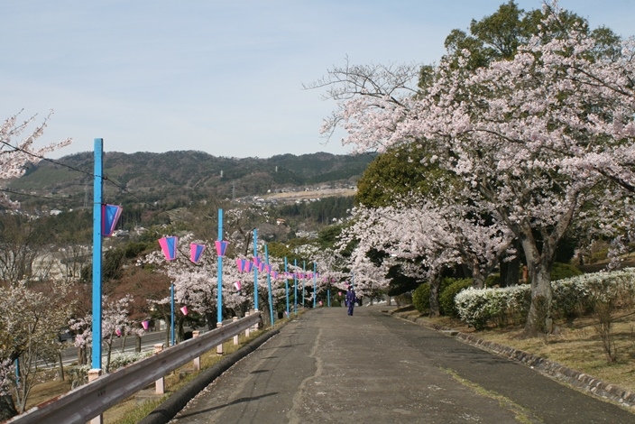 【かみね公園の桜並木(平成25年度)】