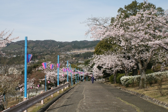 【かみね公園の桜並木(平成25年度)】