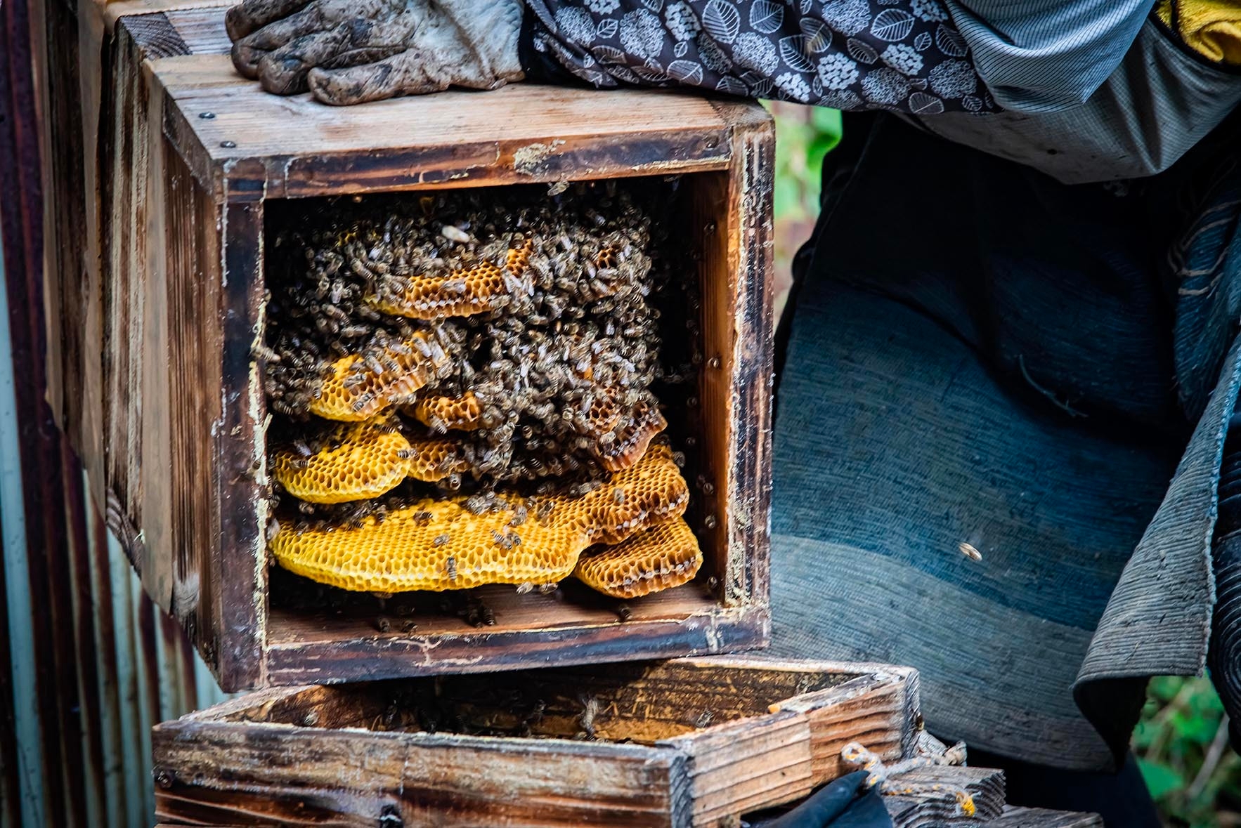 幻のニホンミツバチ 冬の養蜂体験