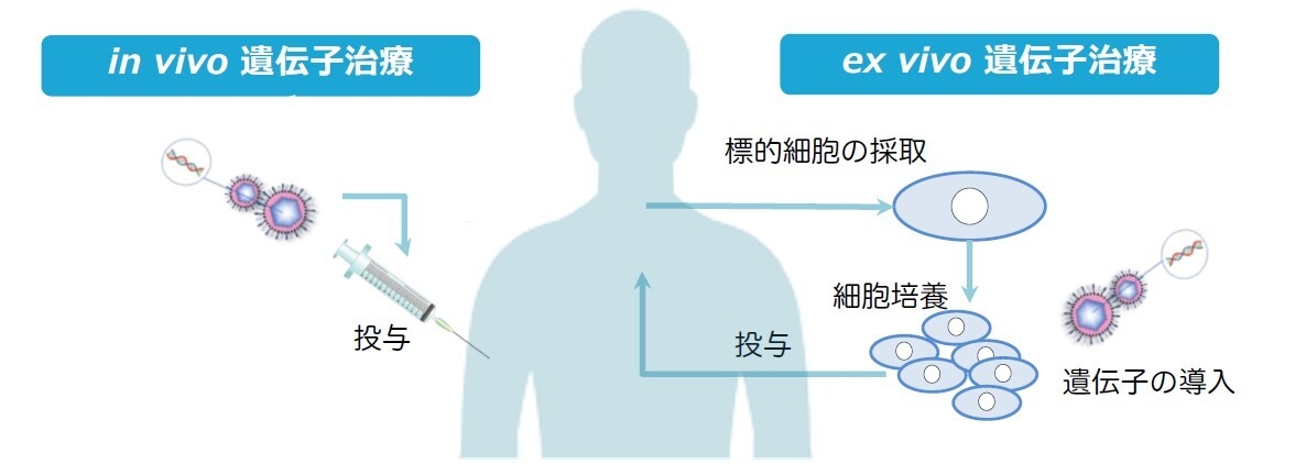 背景となる遺伝子治療のイメージ図