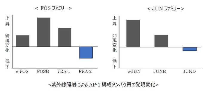 紫外線照射によるAP-1構成タンパク質の発現変化 グラフ