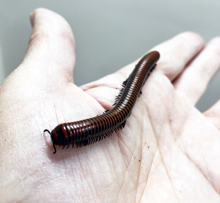 ヤエヤママルヤスデ(写真:島野 智之)