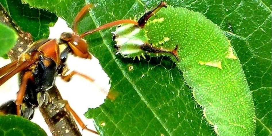 ゴマダラチョウの幼虫が、天敵であるアシナガバチからの攻撃を防衛する様子