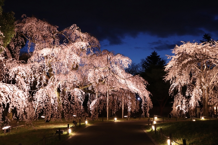 霊宝館　大枝垂れ桜