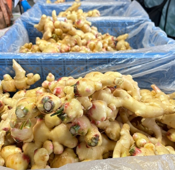 新生姜詰め放題(9/14~計4回)