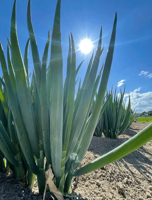 澄んだ空気と広大なネギ畑