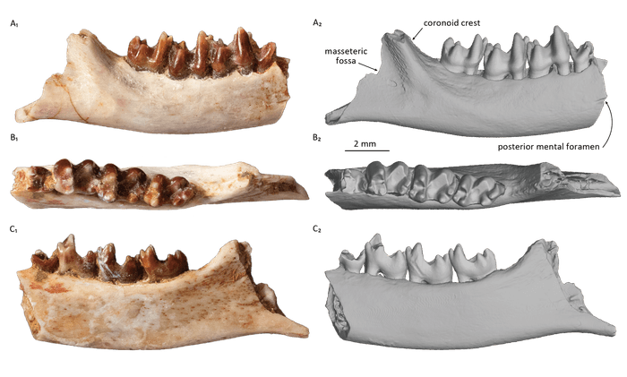 研究対象となった哺乳類化石の3方向からの画像（IPMAS所蔵・保管）