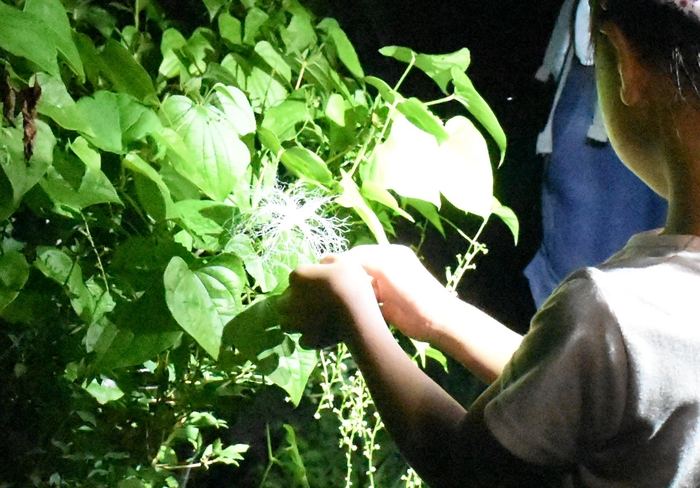 咲いたばかりの花に触れてみます