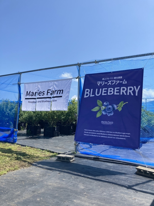 魚沼市 マリーズファームのブルーベリー狩り(1)