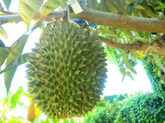 海洋博公園　熱帯ドリームセンター、今年も「ドリアン」が結実 　国内で唯一、2年連続！他家授粉にも成功