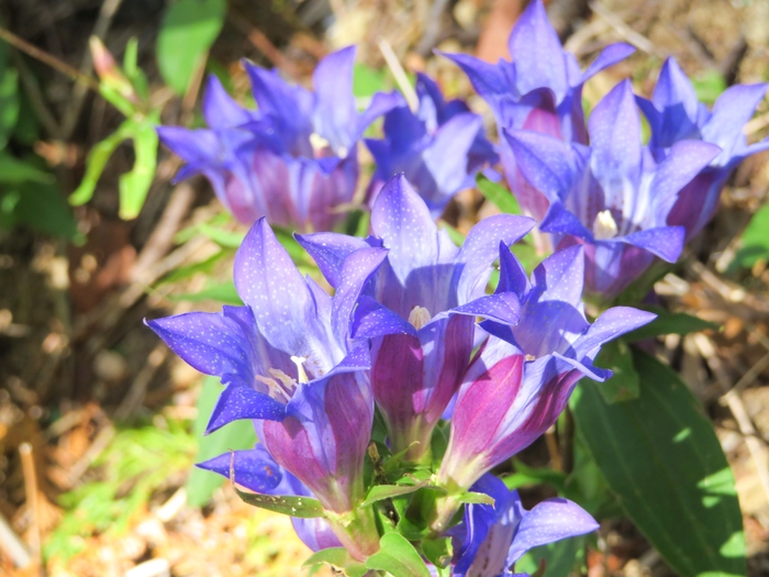 10月に見られるリンドウ