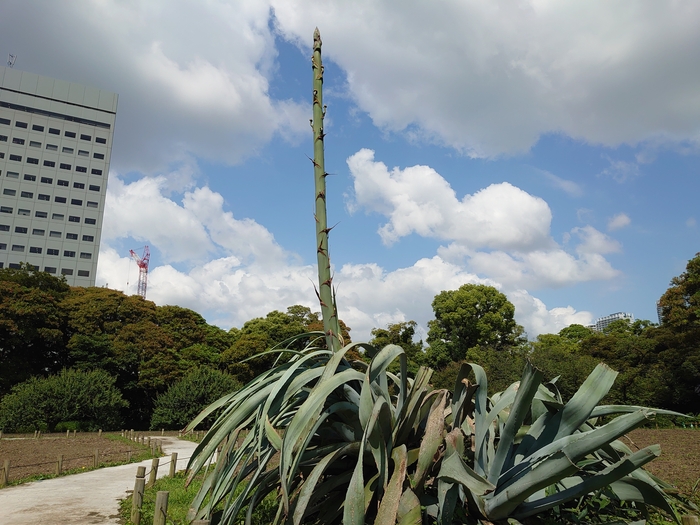毎日約10cm生長中(6月9日撮影)
