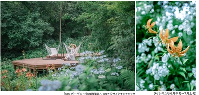 ROKKO森の音ミュージアム SIKIガーデンSummer Season アジサイ、バラ、ユリに彩られた 避暑地のナチュラルガーデン 2025年6月21日（土）～8月22日（金）