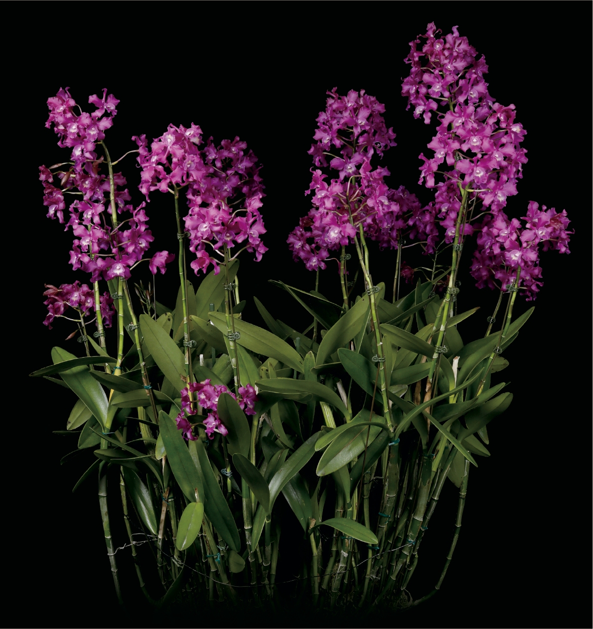 沖縄国際洋蘭博覧会2022 大賞(内閣総理大臣賞) Lcn.(Lnt. Dulatiaca × Ctt. Porcia)’Arakaki’ 新垣 紫吉 氏(沖縄県)