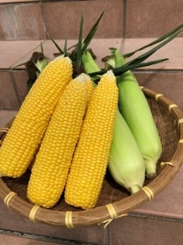 白石農園 とうもろこし