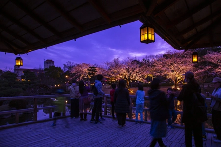 水面に映る幻想的な夜桜　 しあわせの村日本庭園　桜のライトアップ開催