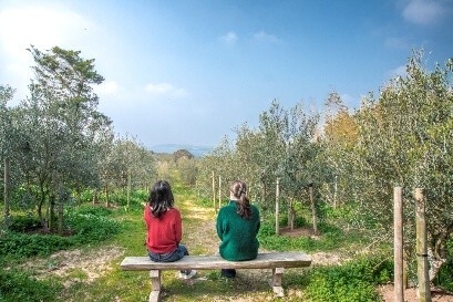 壱岐島をオリーブと人間の共生、そして再生へ
